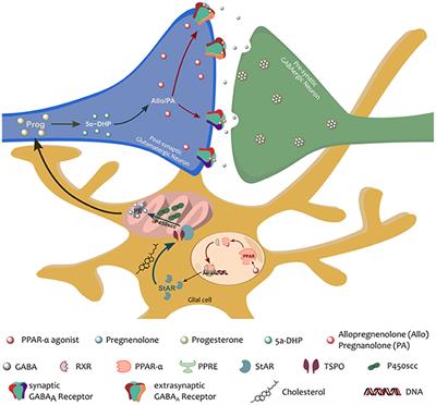 Emerging Therapeutic Role of PPAR–α in Cognition and Emotions